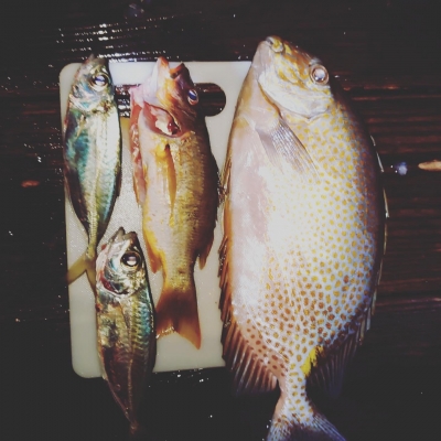 本部釣りイカダ 釣果