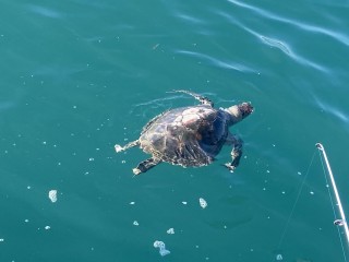 博栄丸 釣果