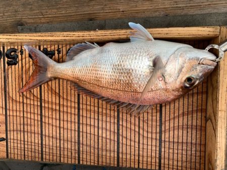 幸吉丸 釣果