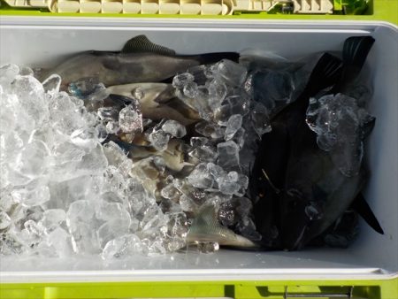 ＨＡＲＵＫＡ丸　はるかまる 釣果