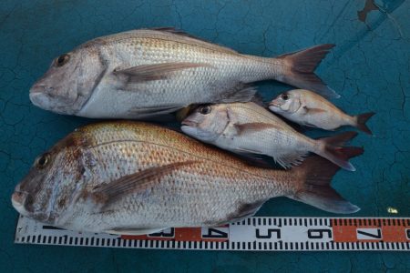 アジアマリンサービス 釣果