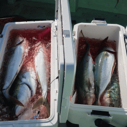 はらまる 釣果