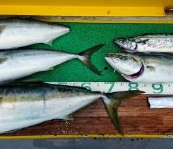 火遠理丸（ほおりまる） 釣果