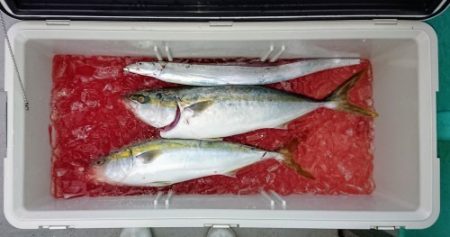 火遠理丸（ほおりまる） 釣果