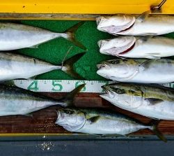 火遠理丸（ほおりまる） 釣果