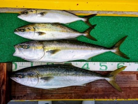 火遠理丸（ほおりまる） 釣果