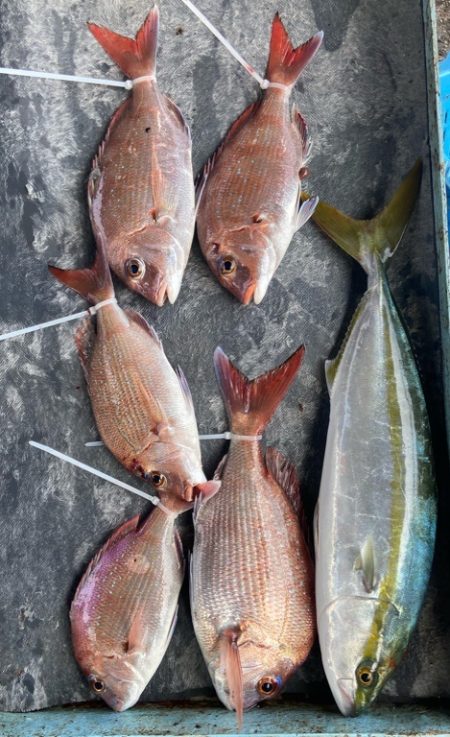 明神釣船 釣果