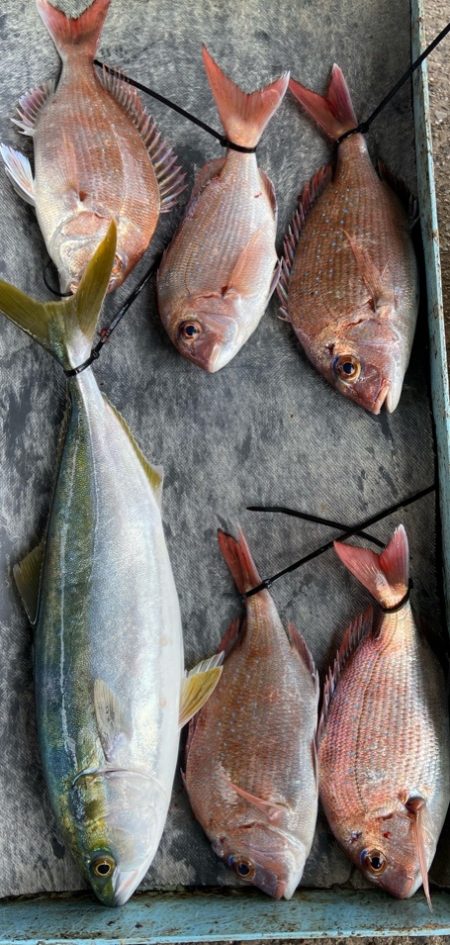 明神釣船 釣果