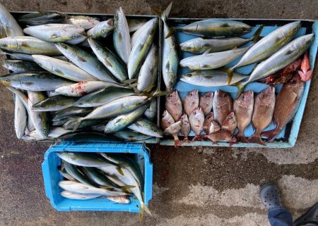 明神釣船 釣果