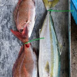 明神釣船 釣果