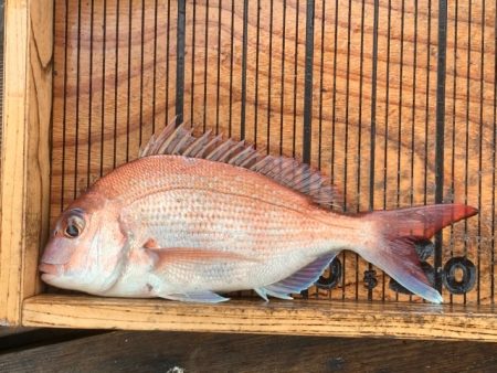 幸吉丸 釣果