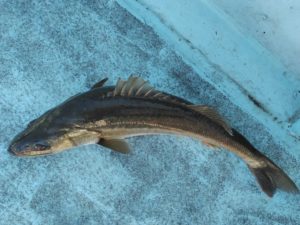 東京湾探釣隊ぼっち 釣果