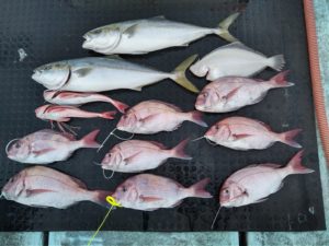 東京湾探釣隊ぼっち 釣果