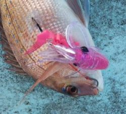 東京湾探釣隊ぼっち 釣果