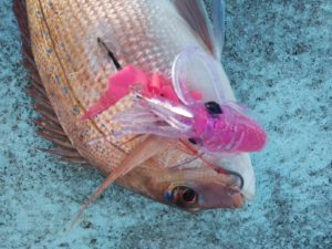 東京湾探釣隊ぼっち 釣果