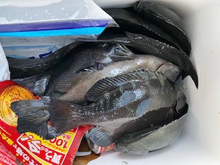 千津丸 釣果