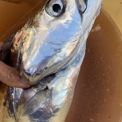 釣人家 釣果