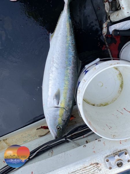 幕島丸 釣果