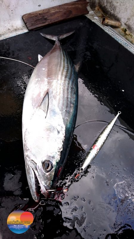 幕島丸 釣果