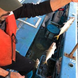 ヤザワ渡船 釣果