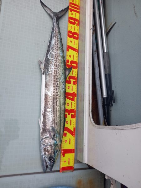 アマテラス 釣果