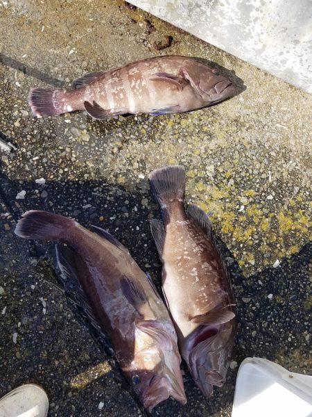 進誠丸 釣果