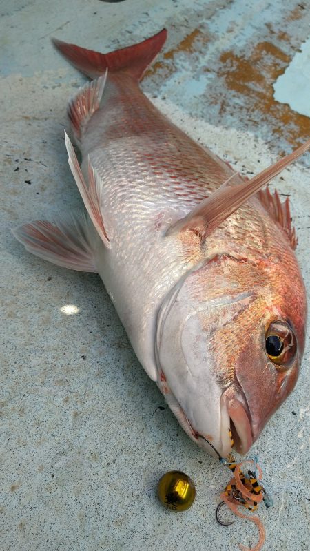 ぽん助丸 釣果