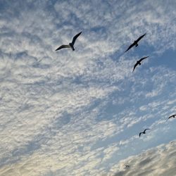 釣人家 釣果