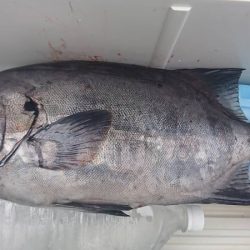 しば渡船 釣果