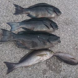 しば渡船 釣果