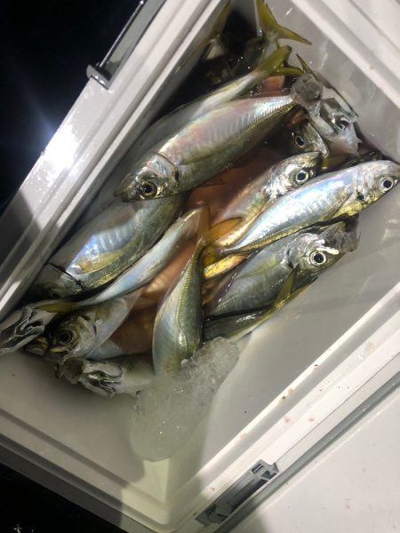 ヤザワ渡船 釣果