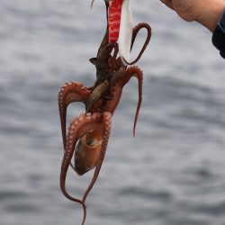 浜栄丸 釣果