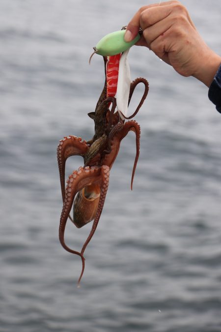 浜栄丸 釣果