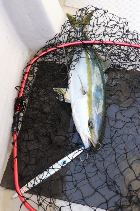 浜栄丸 釣果