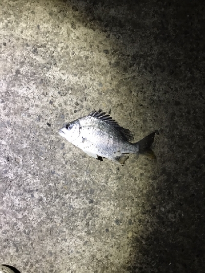 今年最後の釣行？