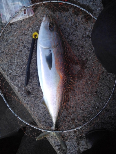 12 26釣果67センチメジロ 和歌山県 御坊 のませ釣り アジ 陸っぱり 釣り 魚釣り 釣果情報サイト カンパリ