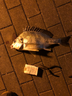 昨晩に引き続きチヌ釣り