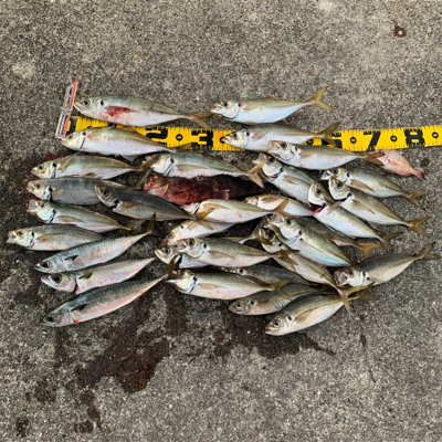 雑賀崎一文字で通し釣り　アジがよく釣れました