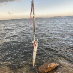 ショア青物そろそろ厳しいか