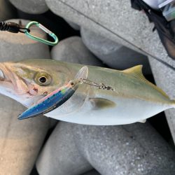 ツバスが釣れた！