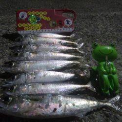 釣りデビュー　21日目