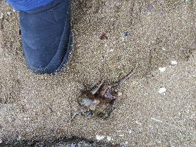 室津のキス釣り