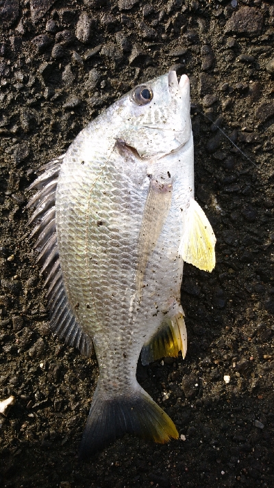 黒鯛が 釣りたい