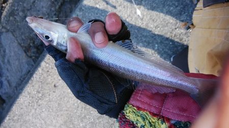 東二見で良型キスが釣れました