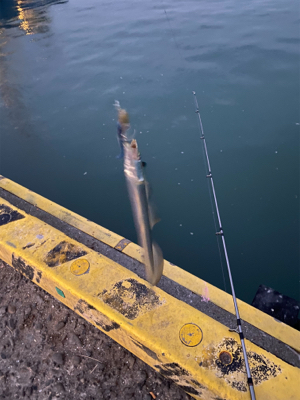 太刀魚　かます