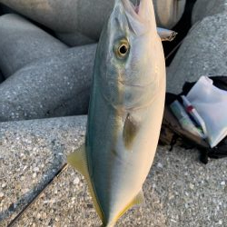 ツバスが釣れた！