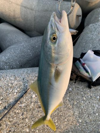 ツバスが釣れた！