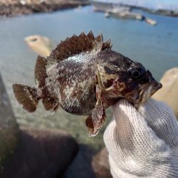 釣り納めは穴釣りで腹パンのソイ