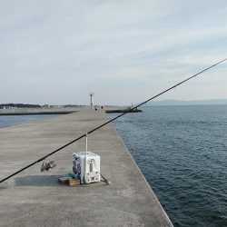 東二見白灯台波止でデカギスが釣れました