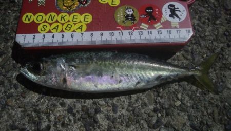 釣りデビュー　21日目